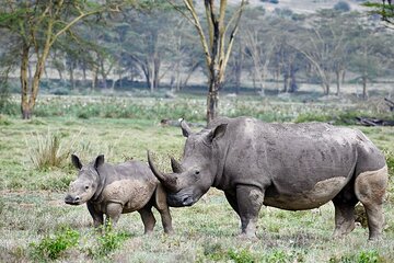 Shared Lake Nakuru Safari Experience