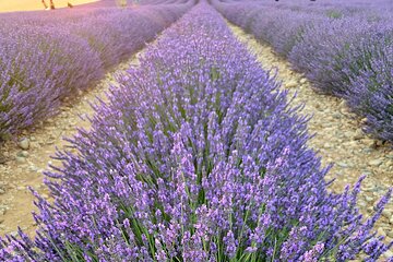 Private Tour Verdon Gorges and Lavender Fields in Valensole