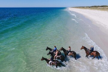 3-Hour Horse Swimming Adventure in Hurghada, Dinner, Hotel Pickup