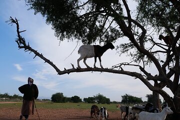Goats on trees