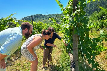 Carmignano Wine Tour with a Somm Small Group