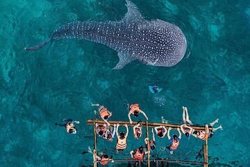 Cebu Adventure Package,Whalesharks,Canyoneering,Sardines(Private)