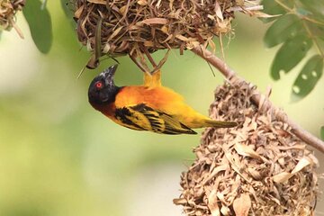 7 days 6 night Birdwatching in Ghana & Nature 