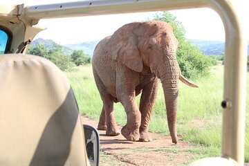 Pilanesberg National Park Big Five Safari Day Tour