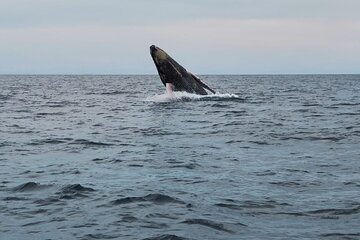 Whale Watching Tour and Animal Safari 