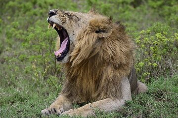 Nakuru National Park Day Trip from Nairobi