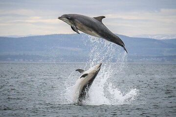 Wildlife Watching Boat Tour