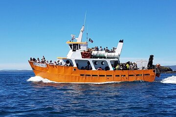 Dalkey Island Boat Tour