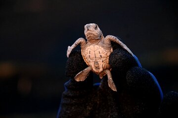 Sea Turtle Release in Puerto Vallarta