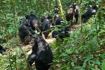 Bigodi Sanctuary Private Guided Multiday Adventure