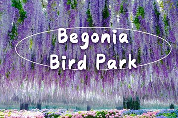 Begonia Bird Garden Rail Bike and Morning Calm Garden Tour
