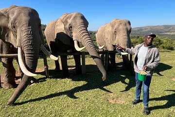 Private Group Elephant Encounter and Giraffe Walk Tracking
