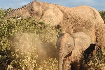 Private Group Addo Elephant National Park All Inclusive Safari 