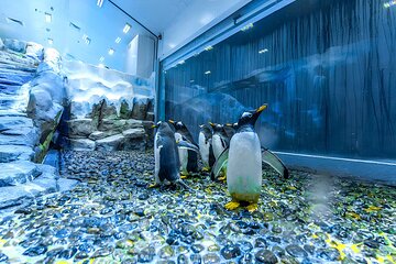 Dubai Aquarium & Underwater Zoo with Penguins Combo Family Pass