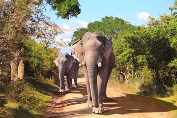 YALA SAFARI TOUR From Galle/Unawatuna/Mirissa/Matara/Tangalle