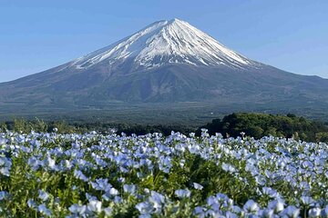 Mt. Fuji Oishi Park and Oshino Hakkai with Outlet Shopping