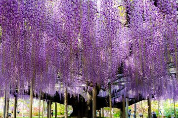 Ashikaga Flower Fantasy and Fruit Picking Tour from Tokyo