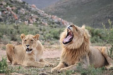 Big Five Aquila Safari Experience with Private Transfer 