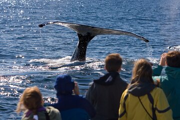 Hermanus Whale Watching and Penguin Tour from Cape Town