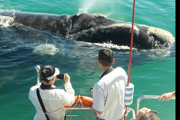 Hermanus Whales Watching & Wine Tasting and Stellenbosch wildlife