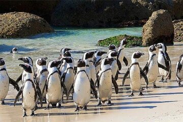 Cape of Good Hope and Penguins Beach Full Day Private Tour