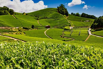 1 Day Matcha Farm Tour with Lunch and Bicycle Rental in Kyoto