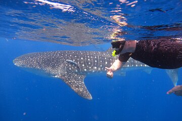 Whale Shark Tour from Cancun, Playa del Carmen, Tulum and Riviera Maya