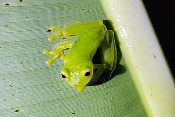 La Fortuna Educational Night Walk