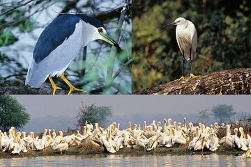 5 Day Golden Triangle Tour with Bharatpur Bird Sanctuary
