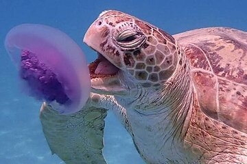 Marsa Mubarak Snorkeling with Turtles and Dugong from Hurghada