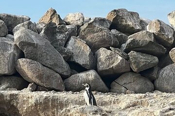 Pacific Winds Coastal Navigation in Algarrobo