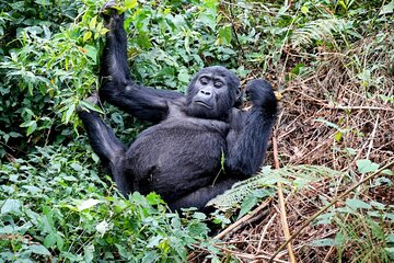 7Day Gorillas Chimpanzees Golden Monkeys & Dian Fossey Grave Hike