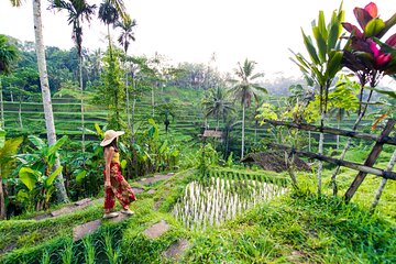 Ubud Iconic Full Day Tour Monkey Forest Rice Terraces Waterfalls