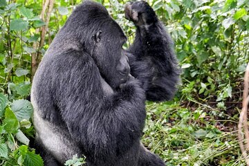 3- Day Chimpanzee & Gorilla Trekking Safari in Uganda 