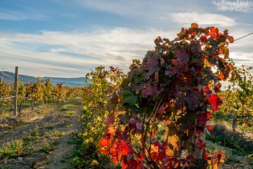 Traditional Ribatejo Private Full-day Tour
