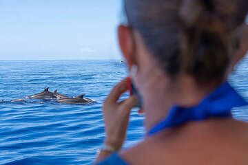 Dolphin Watching and Swimming at Cala d'Or