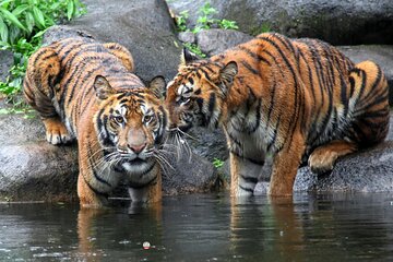 7 Day Golden Triangle with Wildlife - Taj Tigers Leopards Birds