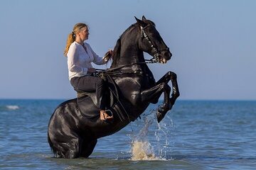 Horse Riding 2 Hours Experience in the Sea and Desert - Hurghada