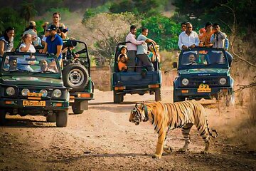 Ranthambore National Park Tiger Safari