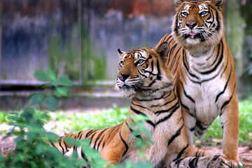 7 Day Golden Triangle Tour with Ranthambore Tiger Tour