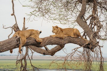 Mikumi National Park Private 2-Days and 1-Night Tour