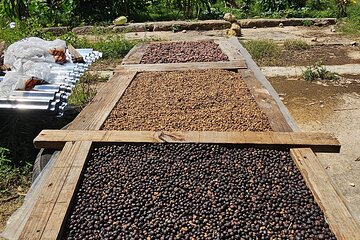 Cigar, Coffee, and Chocolate plantation