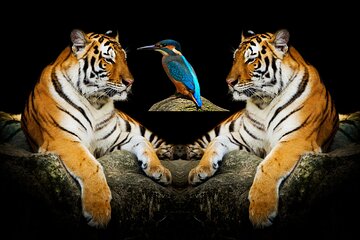  5 Days Golden Triangle Tour with Tiger Safari and Bird Sanctuary