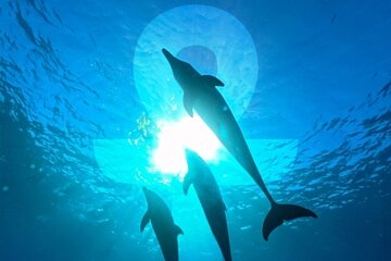 Dolphin Excursions Red Sea, Hurghada and Safaga