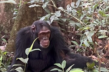 7 Days Uganda $ Rwanda : Gorillas, Chimpanzees Golden Monkeys 