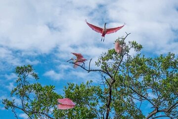 Mangrove Bird Watching and Seabirds