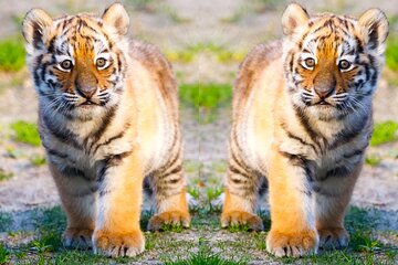 4 Days Golden Triangle Tour with Ranthambore Tiger Safari 