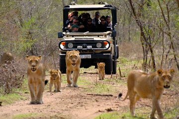12 Day Safari Cape Town to Johannesburg