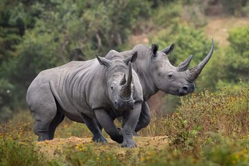 2 Day Safari Tour From Cape Town: Botlierskop & Buffelsdrift