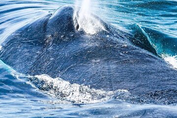 Whale Watching in Panama A Marine Safari Experience